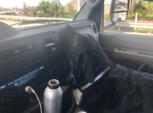 black labrador retriever with head on car dashboard